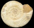 Perisphinctes Ammonite - Jurassic #45408-1